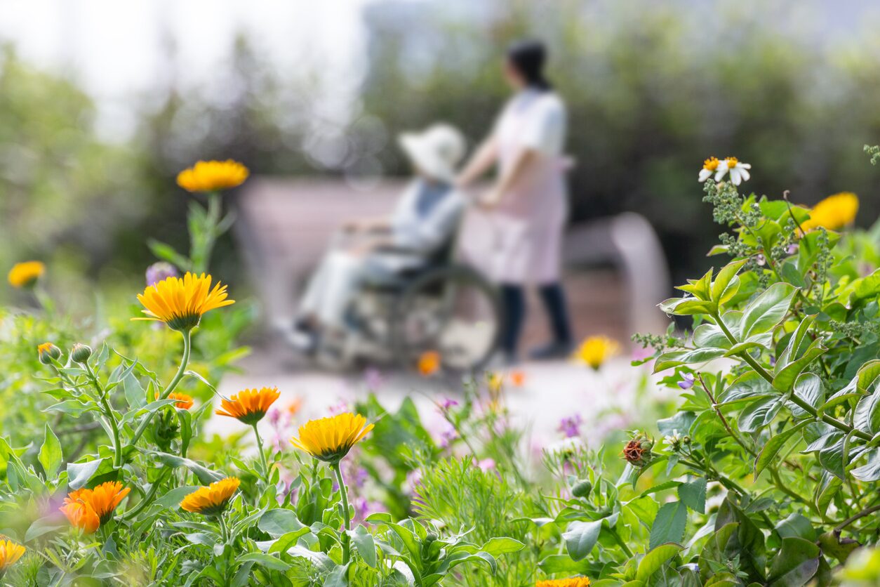 A garden of calendula and daisies, with a carer and client walking together in the background